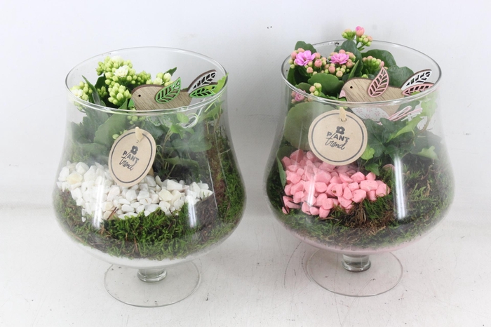 <h4>arr2 PL - Glas op voet x6 - roze/wit</h4>