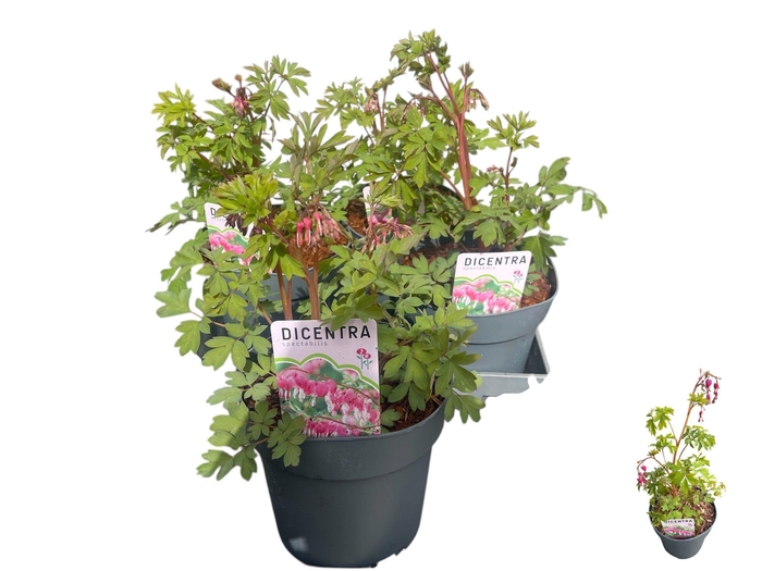 <h4>DICE SPECTABILIS</h4>