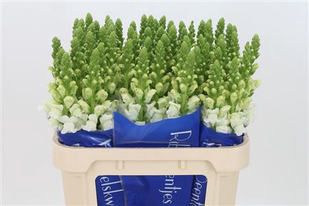 <h4>Antir Antibes White</h4>