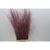 Betula Metallic Rood L120