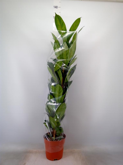 <h4>Ficus cyathistipula</h4>