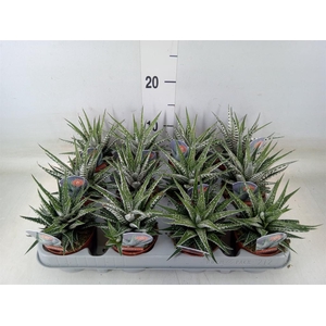 Haworthia fasciata 'Alba'