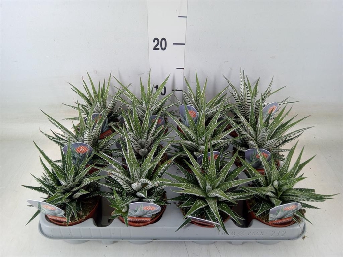 <h4>Haworthia fasciata 'Alba'</h4>