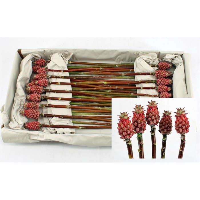 <h4>Ananas Baby Pink</h4>