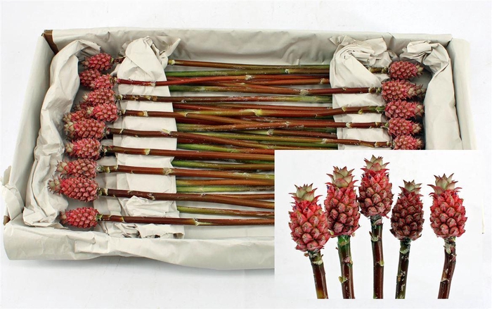 <h4>Ananas Baby Pink</h4>