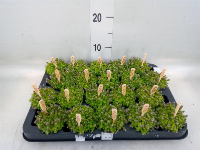 <h4>Hylocereus undatus</h4>