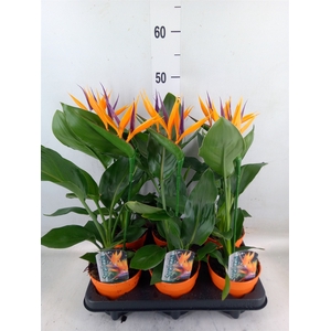 Arr.  Strelitzia L%