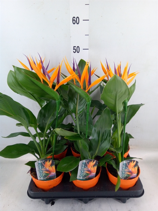 <h4>Arr.  Strelitzia L%</h4>
