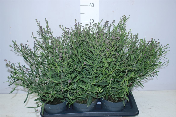 <h4>Verbena Bonariensis</h4>