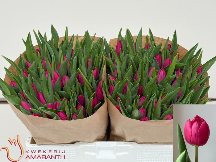 <h4>TU EN PINK ARDOUR</h4>