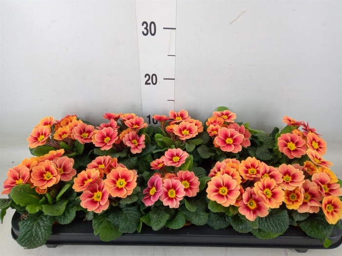 <h4>Primula ac. 'Cottage'</h4>