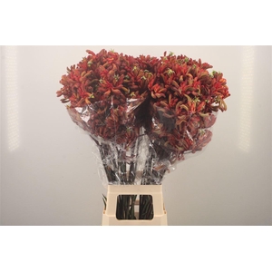 Anigozanthos Early Spring Red