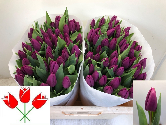 <h4>TU EN PURPLE PRINCE</h4>