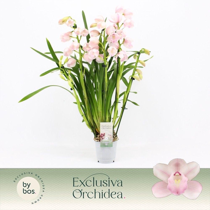 <h4>Cymbidium, Pink Bell 5-spike 'Exclusiva Orchidea'</h4>