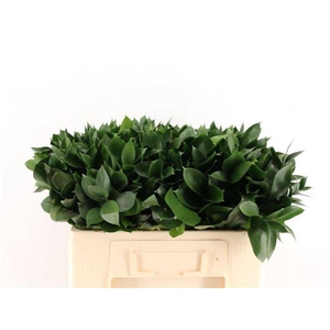 Leaf ruscus