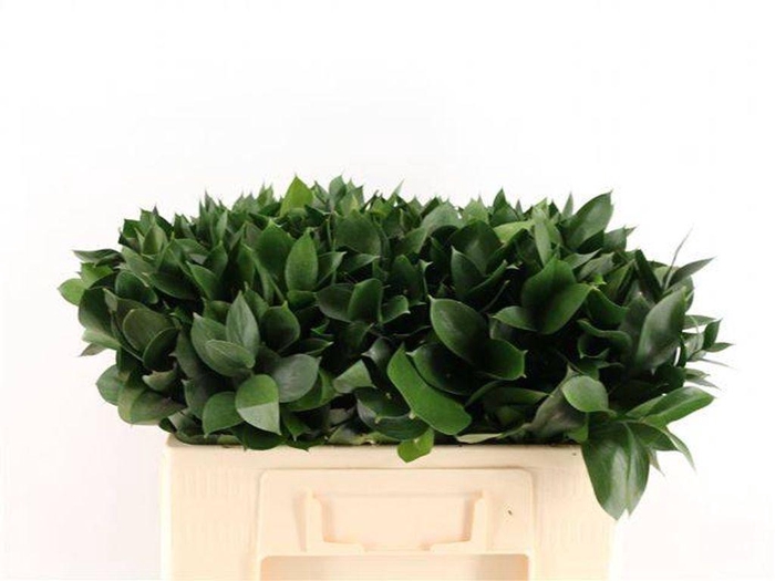 <h4>Leaf ruscus</h4>