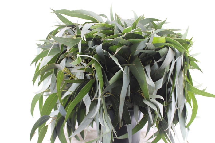 <h4>Euca Victoria Lancet Per Stem</h4>