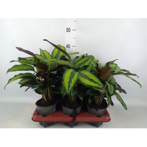 Calathea   ...