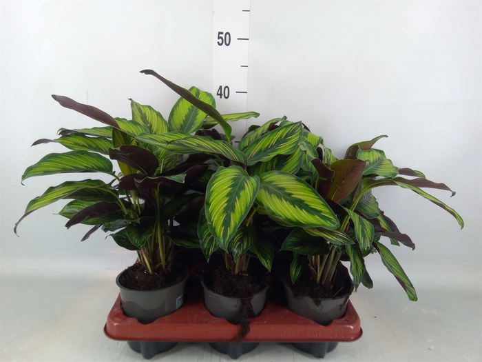 <h4>Calathea   ...</h4>