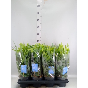 PHLEBODIUM AUREUM 'BLUE STAR'