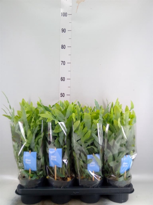 <h4>PHLEBODIUM AUREUM 'BLUE STAR'</h4>