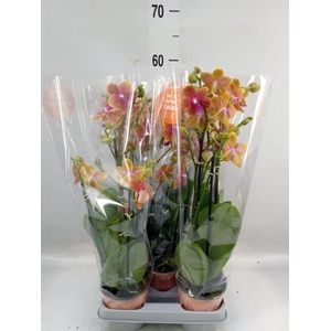 Phalaenopsis multi. 'Ant Bolgheri'