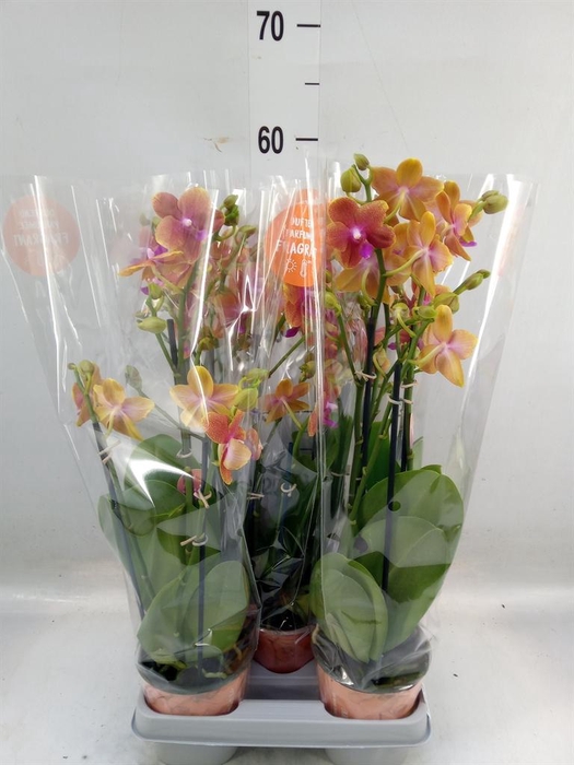 <h4>Phalaenopsis multi. 'Ant Bolgheri'</h4>
