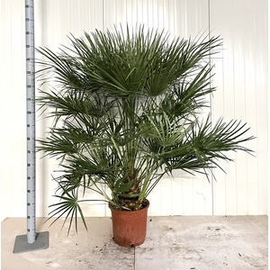 CHAM HUMILIS