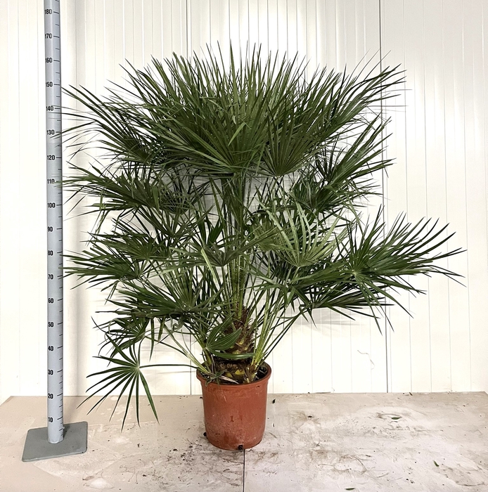 <h4>CHAM HUMILIS</h4>