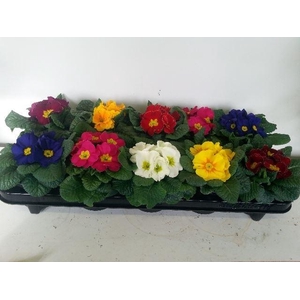 Primula ac.   ...mix