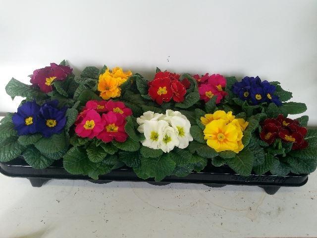 <h4>Primula ac.   ...mix</h4>