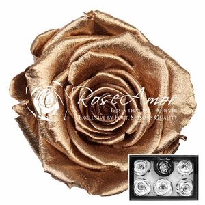 Pr 1 Gold Metallic Lplus