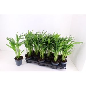 Areca lutescens 10,5Ø 40cm