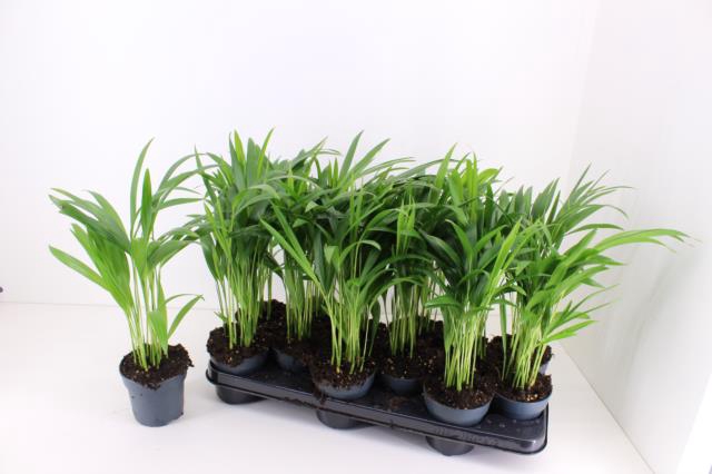 Areca lutescens 10,5Ø 40cm