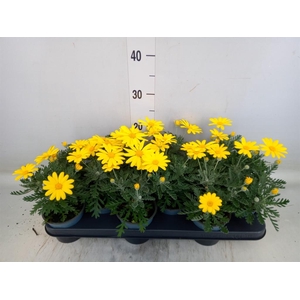 Euryops  'Silver Star'