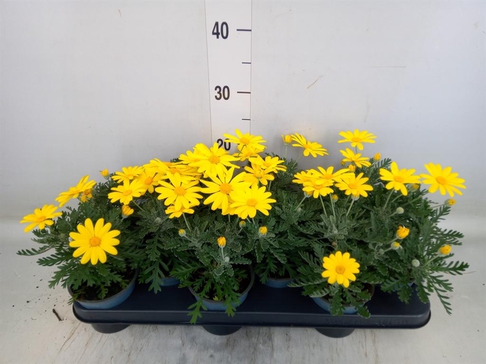 <h4>Euryops  'Silver Star'</h4>
