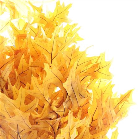 Eik Gepreserveerd Geel