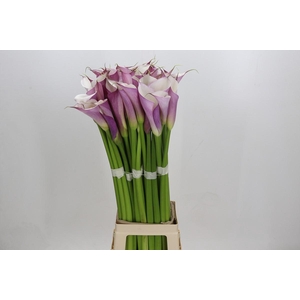 Zantedeschia Eydolls Purple White