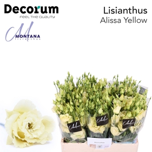 Lisianthus Alissa yellow 60cm