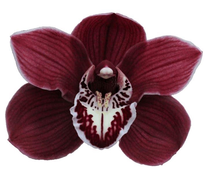 <h4>CYMB T CHARLOTTE</h4>