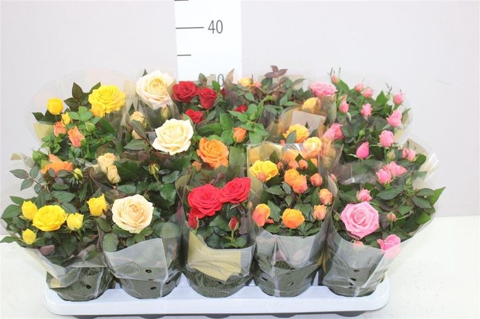 <h4>Rosa Grande Gemengd</h4>