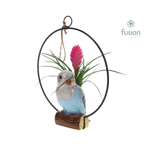 Keramiek vogels in de ring met Tillandsia