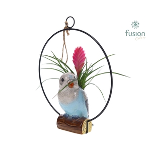 Keramiek vogels in de ring met Tillandsia