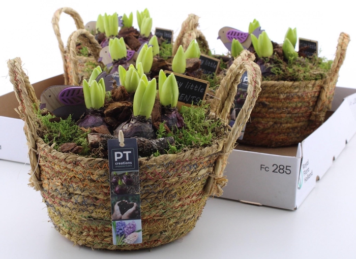 <h4>ARR HYACINTH</h4>