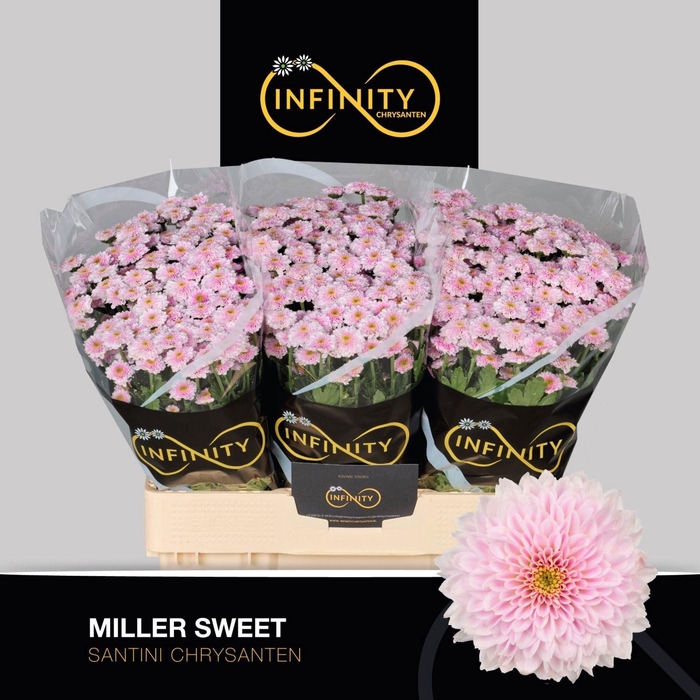 <h4>CHR S MILLER SWEET</h4>