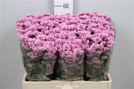<h4>Chr S Aaa Krissi</h4>