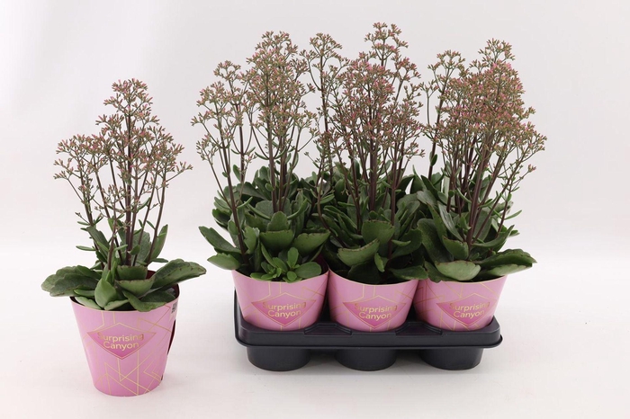<h4>Kalanchoe Wild Flowers Surprising C</h4>