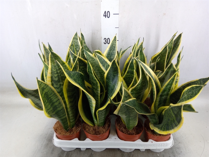 <h4>Sansevieria trifa. 'Futura Superba'</h4>