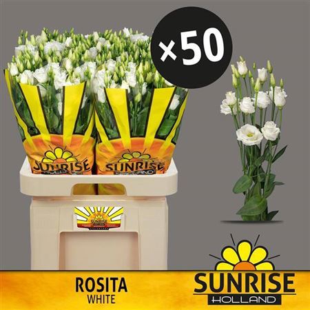 <h4>Eustoma russellianum gevuldbloemig 'Rosita White'</h4>