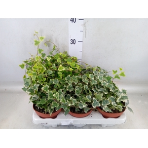 Hedera helix 'White Wonder'